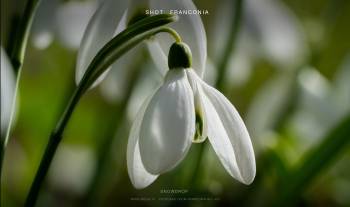 Snowdrop