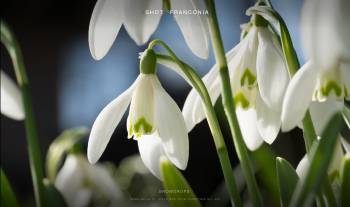 Snowdrops