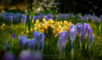 Field of crocuses