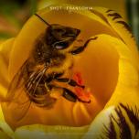 Bee in a crocus