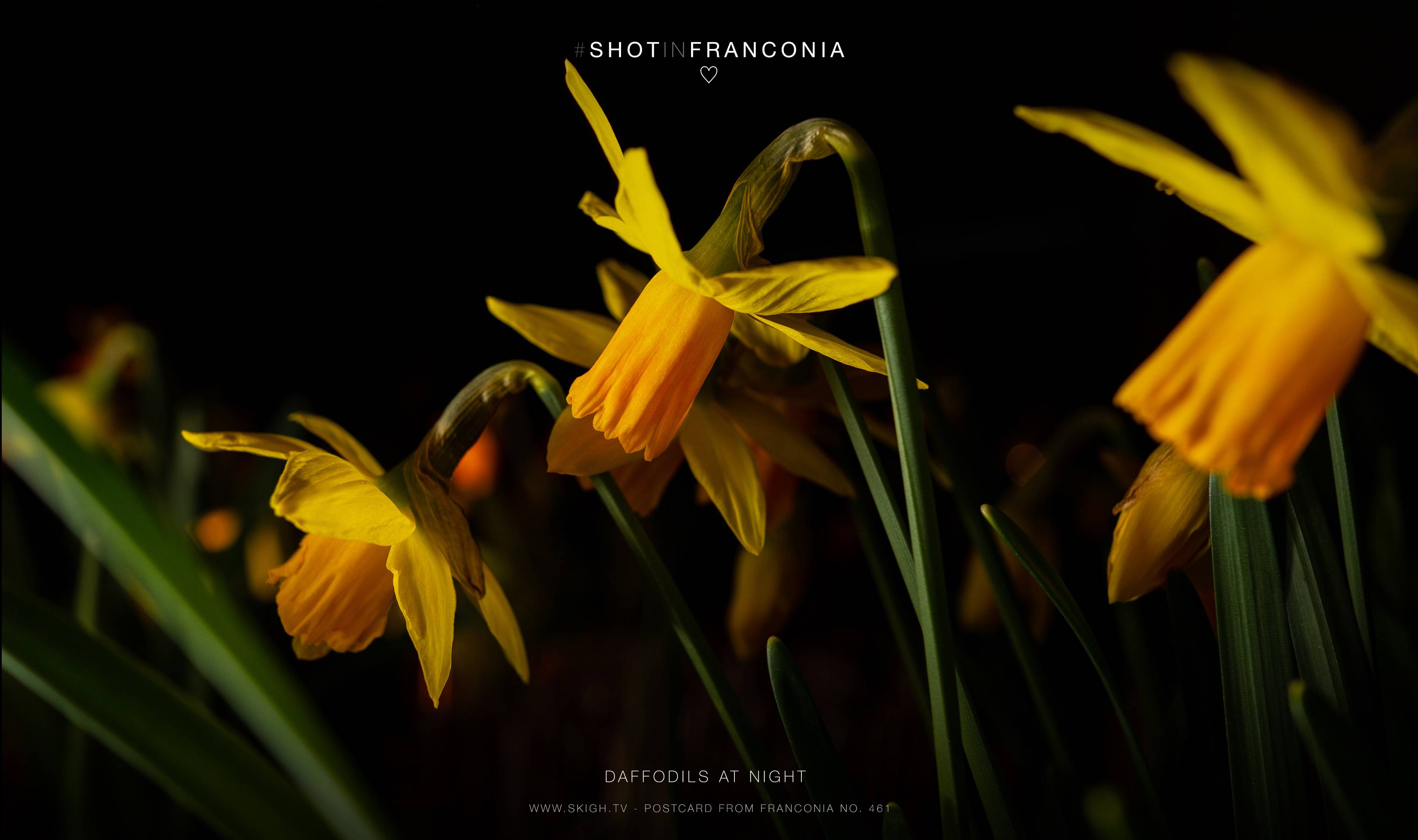 Daffodils at night
