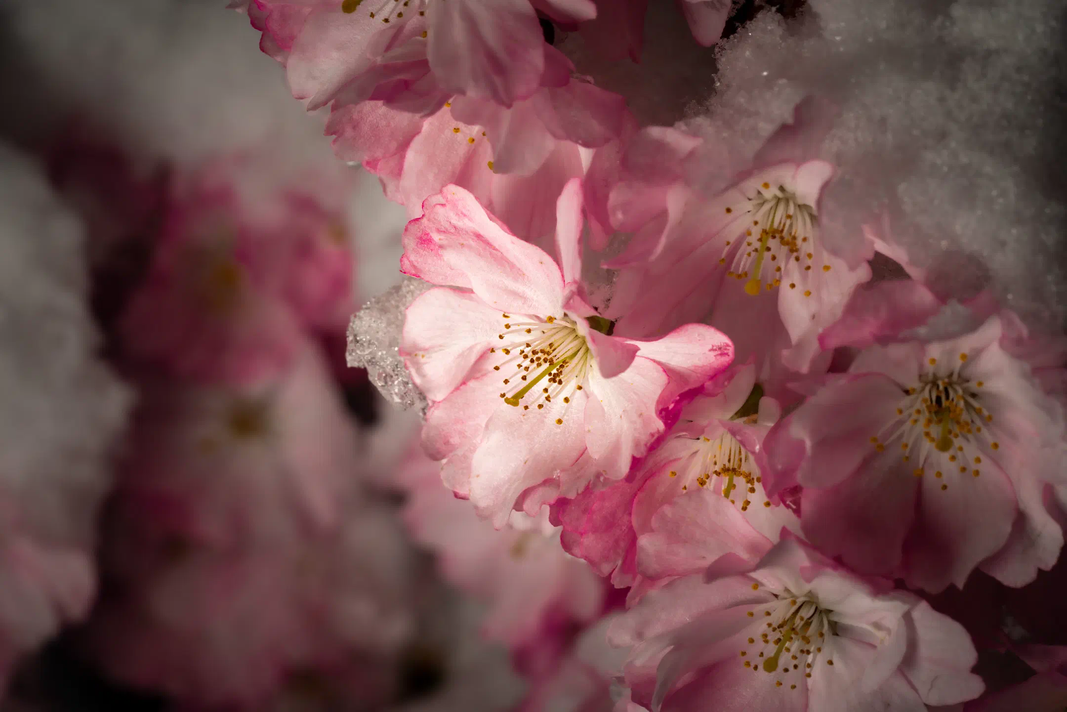 Snow covered cherry blossom