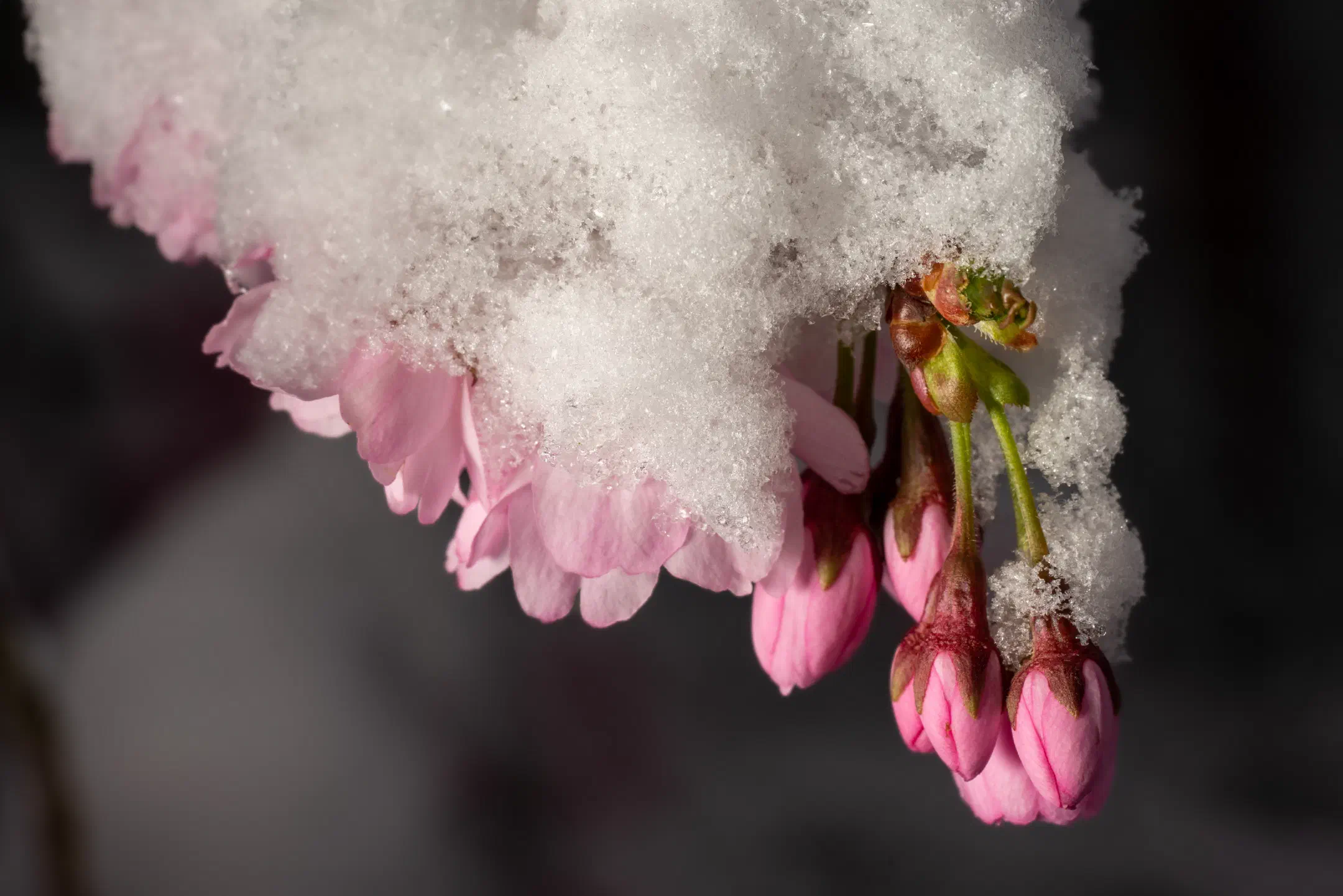 Snow covered cherry blossom