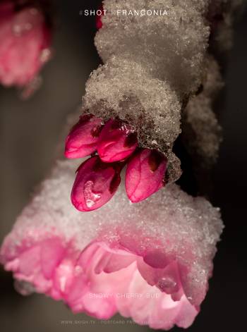 Snowy cherry bud