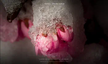 Cherry blossom in a coat of snow