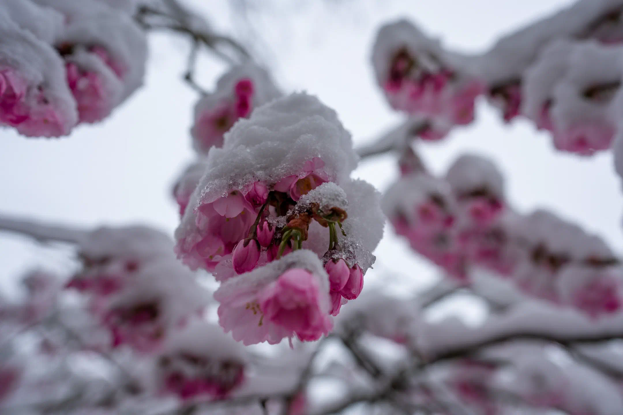 Cherry blossom in a coat of snow