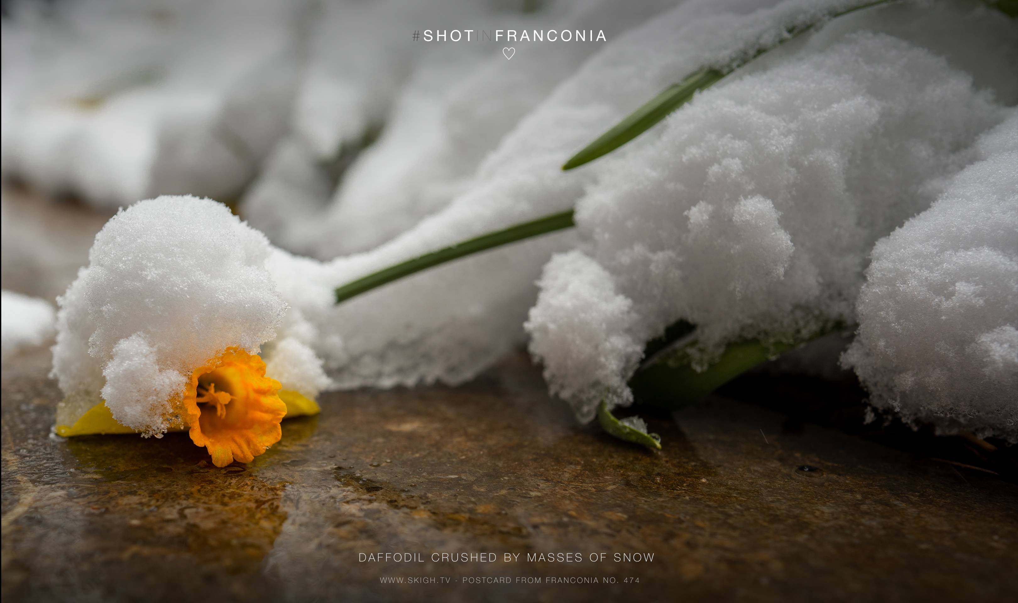 Daffodil crushed by masses of snow