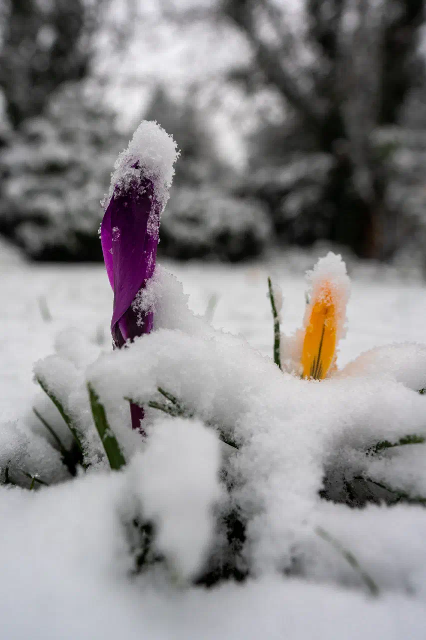 Daffodil crushed by masses of snow