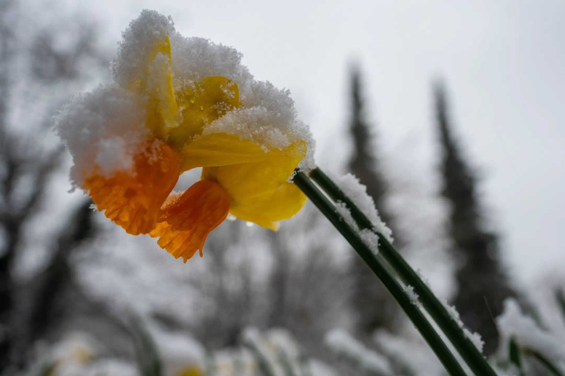 Daffodil crushed by masses of snow