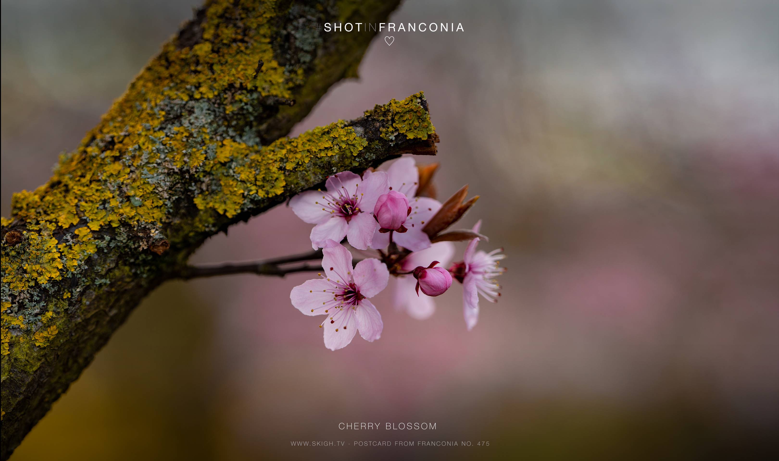 Cherry blossom | 1/250s * f2.8 * ISO 100 * 135mm - SAMYANG AF 135mm F1.8 - Sony α7 IV Cherry blossom