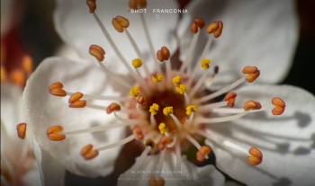 Blood plum blossom