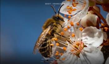 Bee on a blood plum blossom