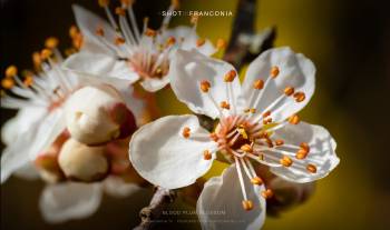 Blood plum blossom