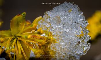 Forsythia blossom covered with snow