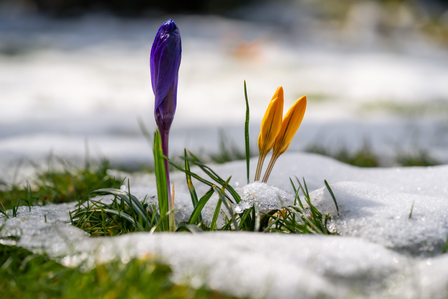 Crocuses in the snow