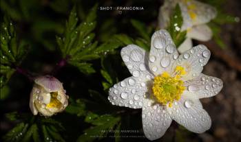 Wet Wood anemones