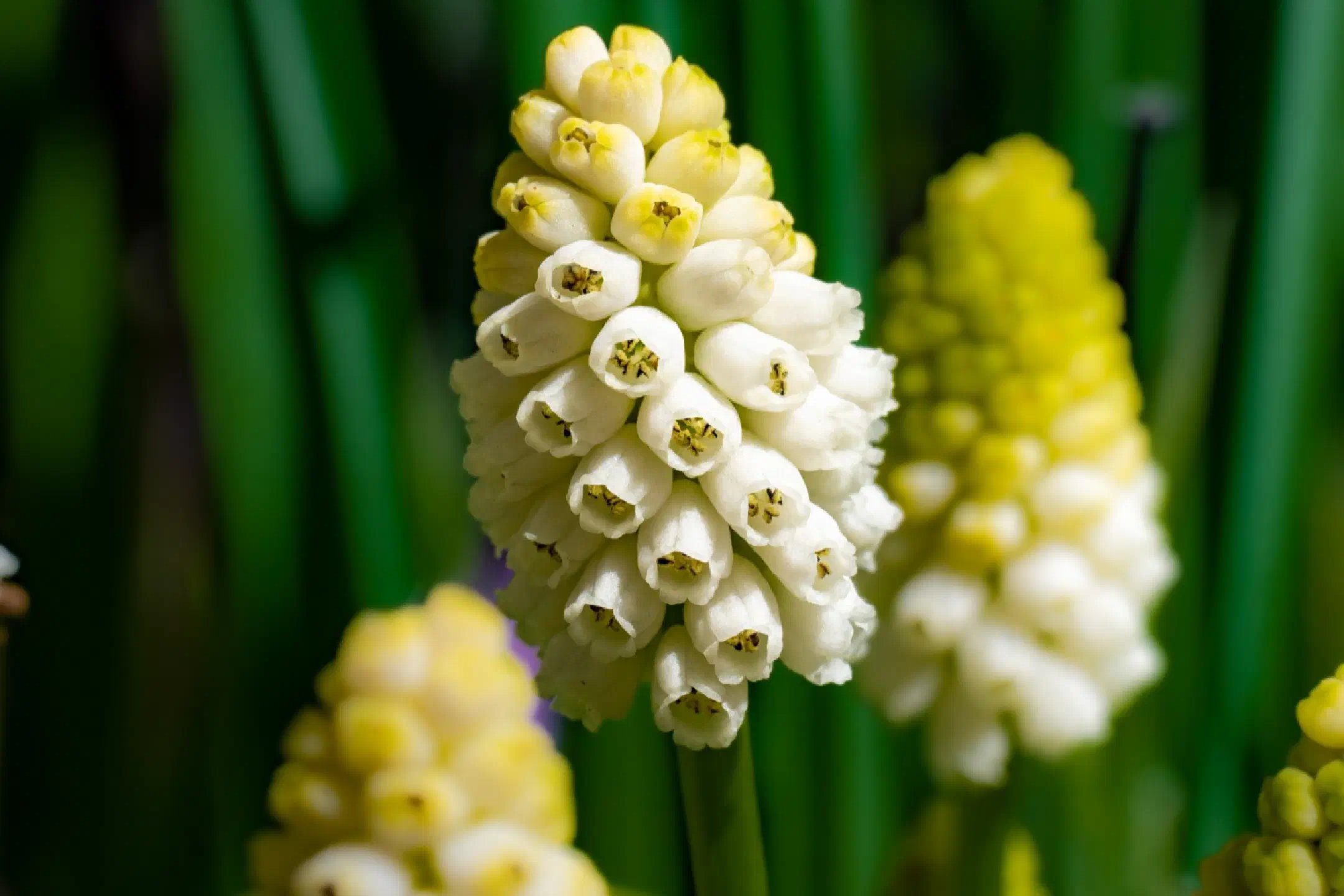 Grape hyacinth