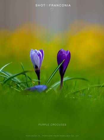 Purple crocuses