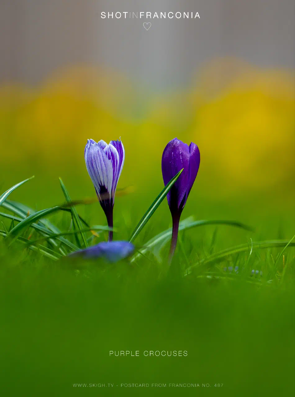 Purple crocuses