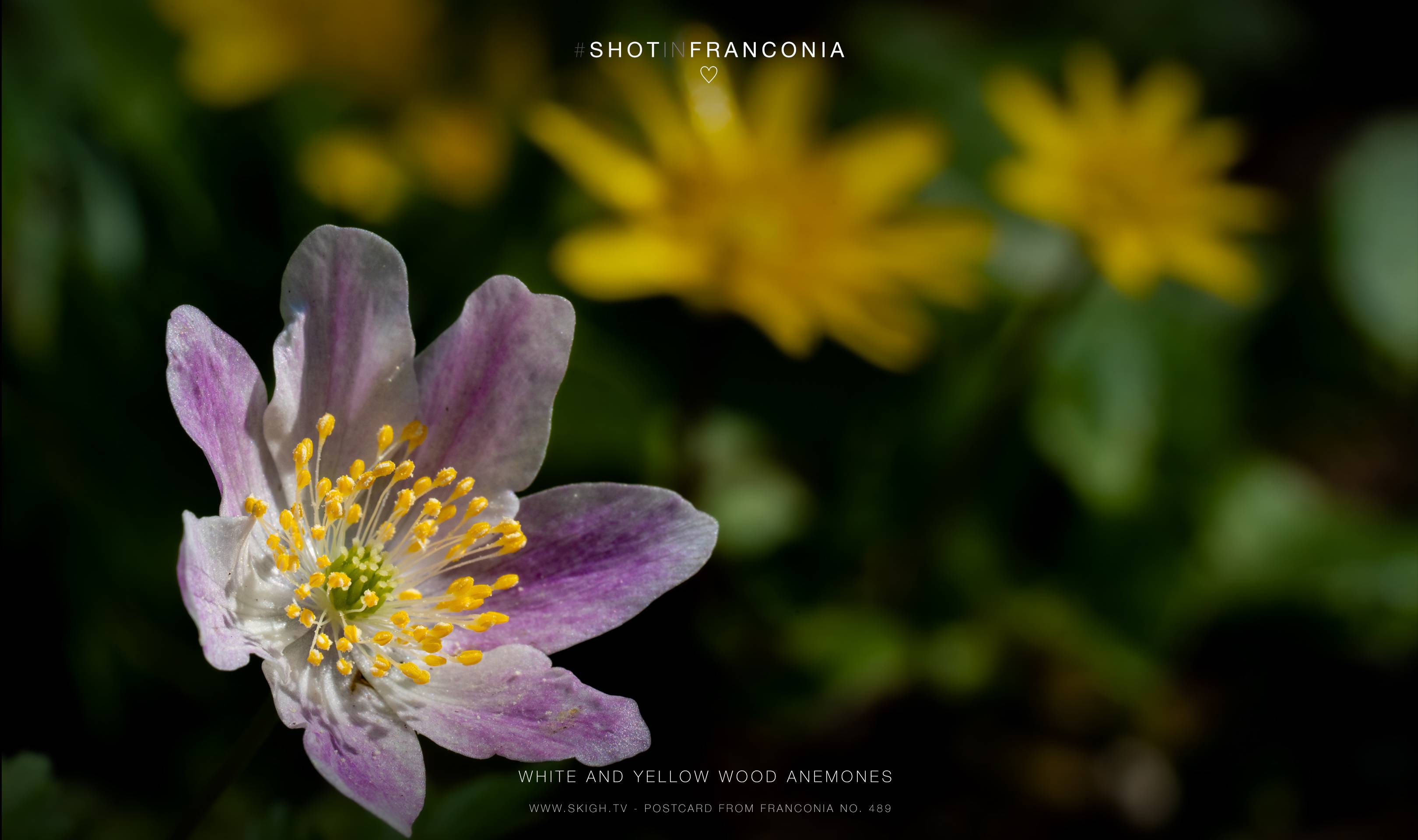 White and yellow wood anemones | 1/250s * f16 * ISO 1000 * 90mm - FE 90mm F2.8 Macro G OSS - Sony α7 IV White and yellow wood anemones