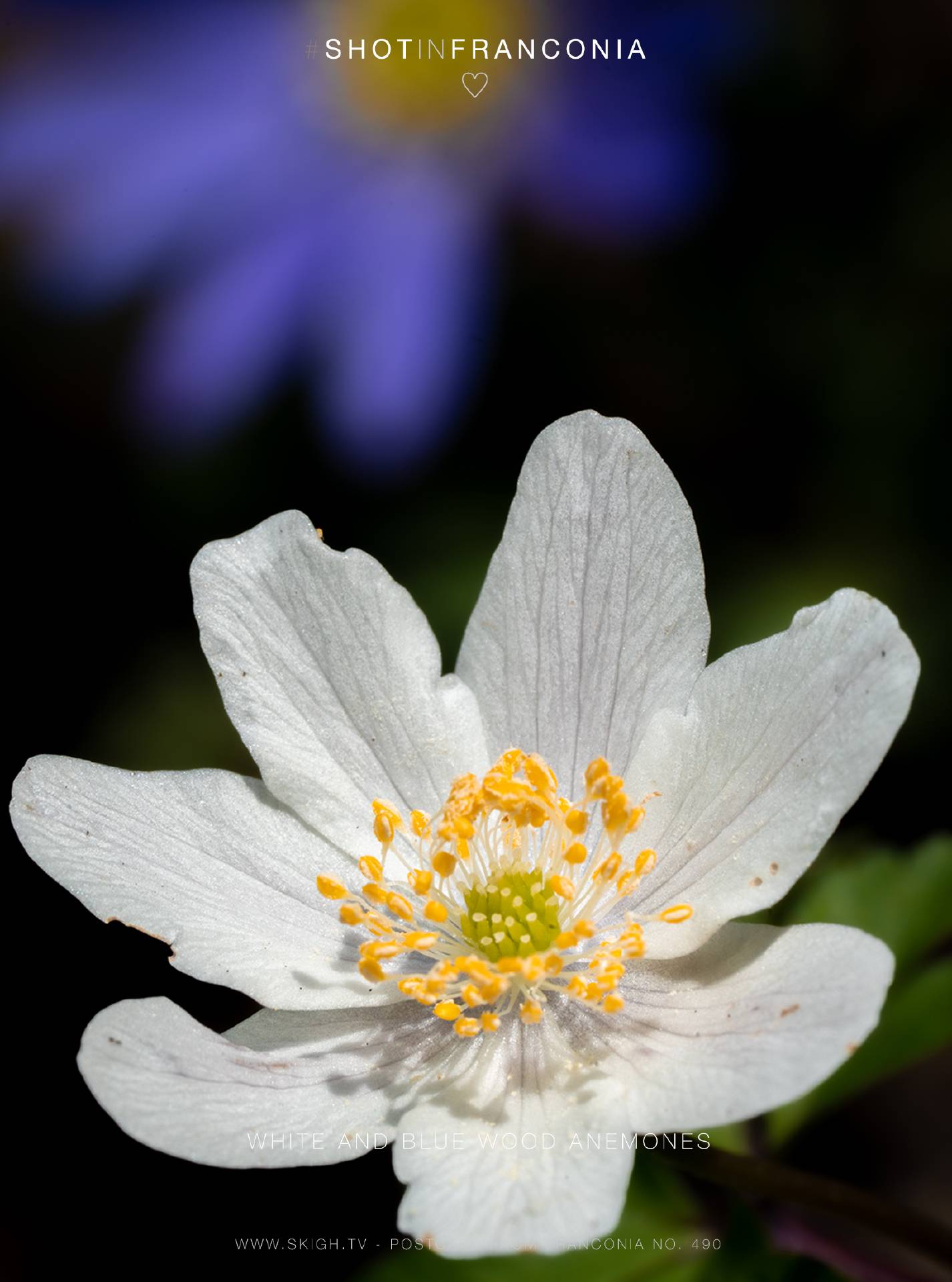 White and blue wood anemones