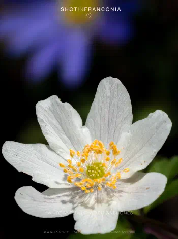White and blue wood anemones