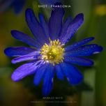 Blue wood anemone