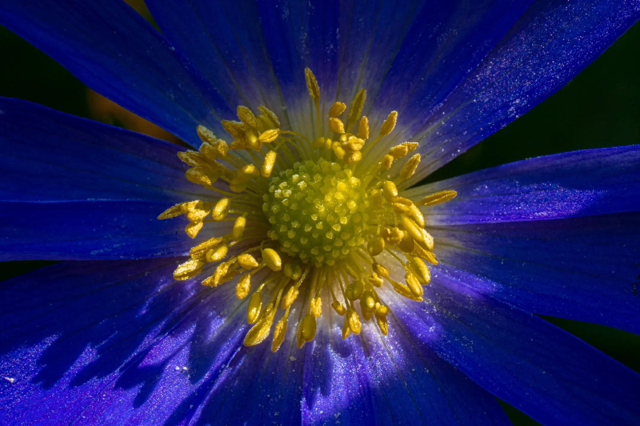 Blue wood anemone