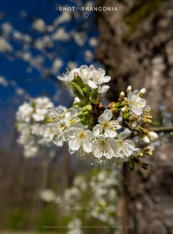 Cherry Blossom