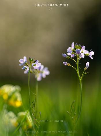 Cuckoo flower