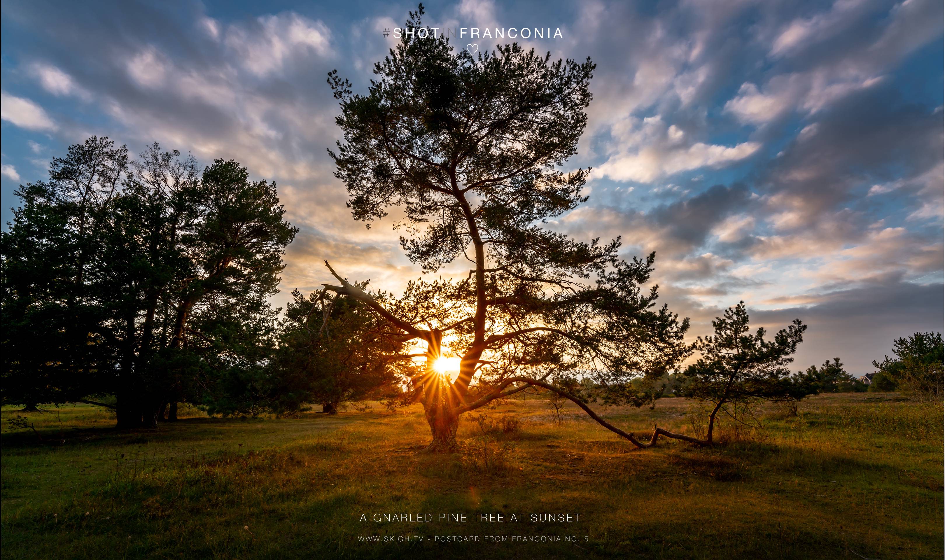 A gnarled pine tree at sunset