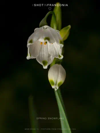 Spring snowflake