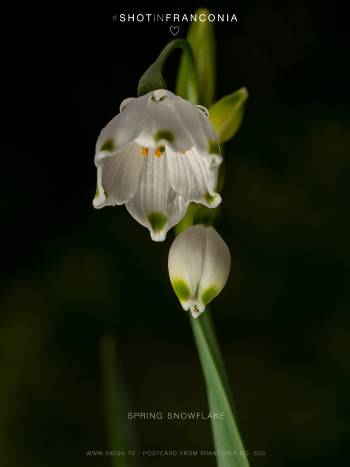 Spring snowflake