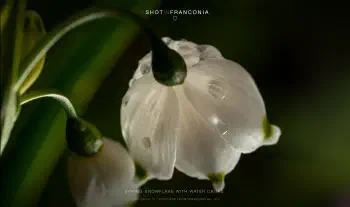 Spring snowflake with water drops