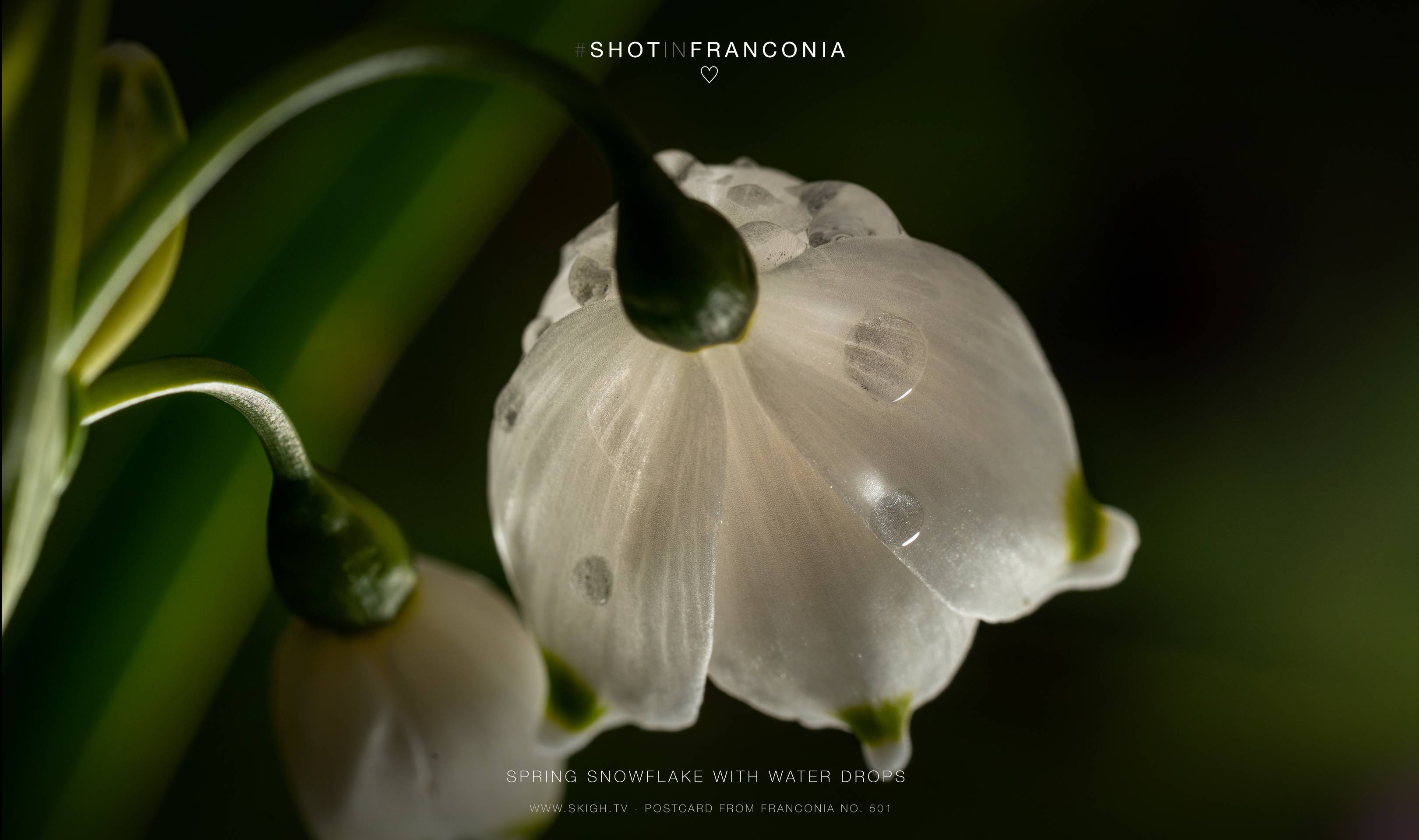 Spring snowflake with water drops | 1/250s * f10 * ISO 100 * 90mm - FE 90mm F2.8 Macro G OSS - Sony α7R III Spring snowflake with water drops