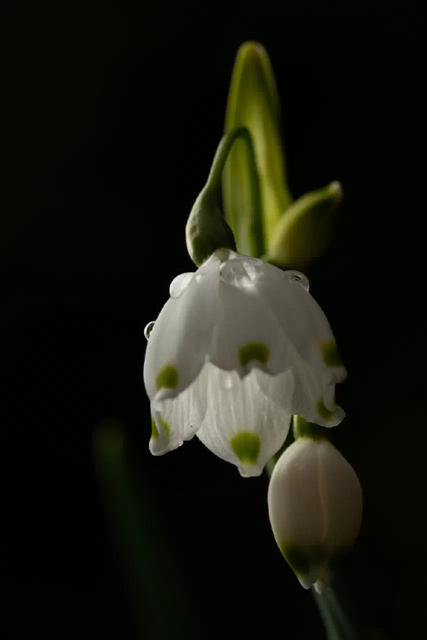 Spring snowflake with water drops