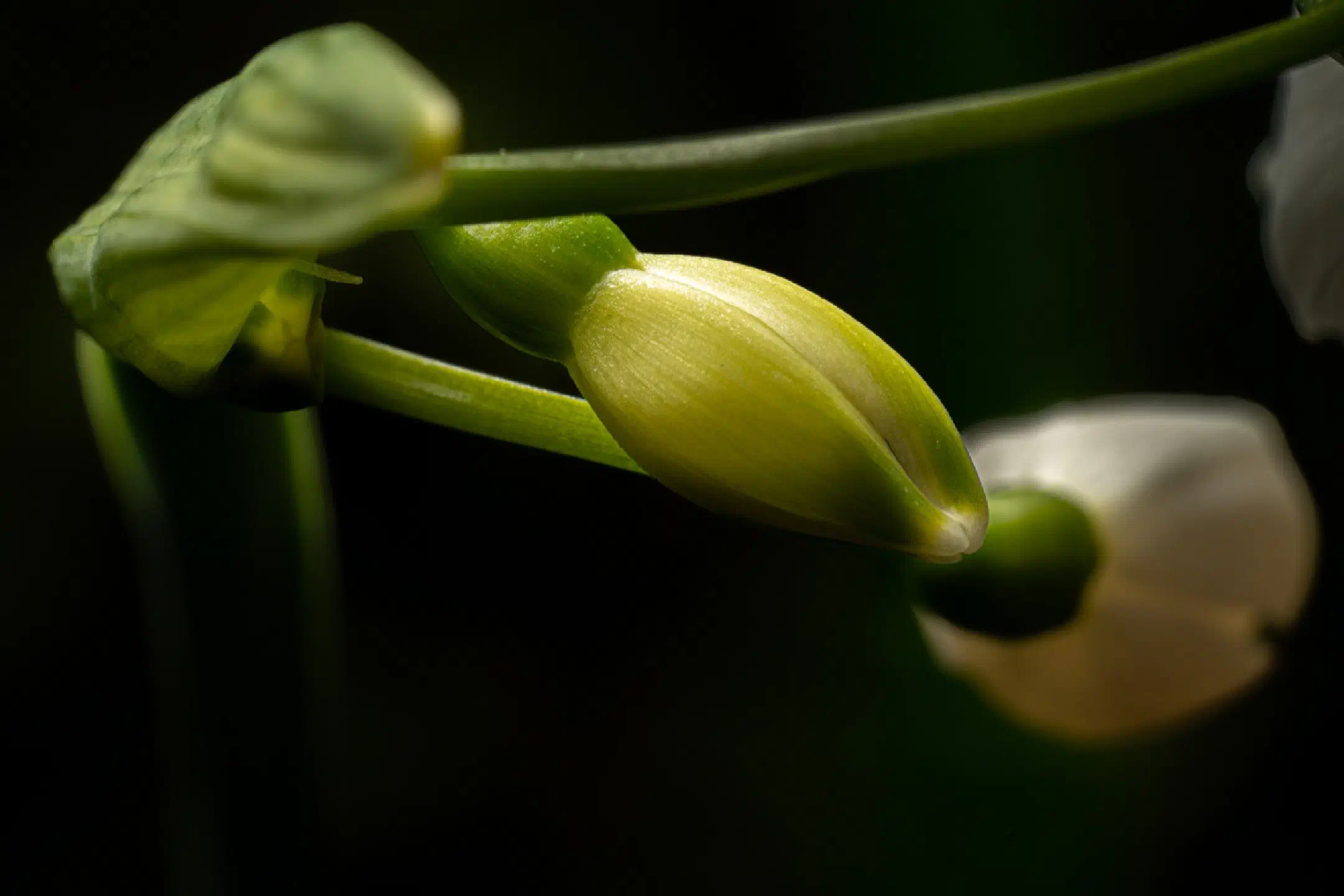 Spring snowflake with water drops