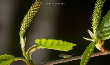 Birch seed and lice