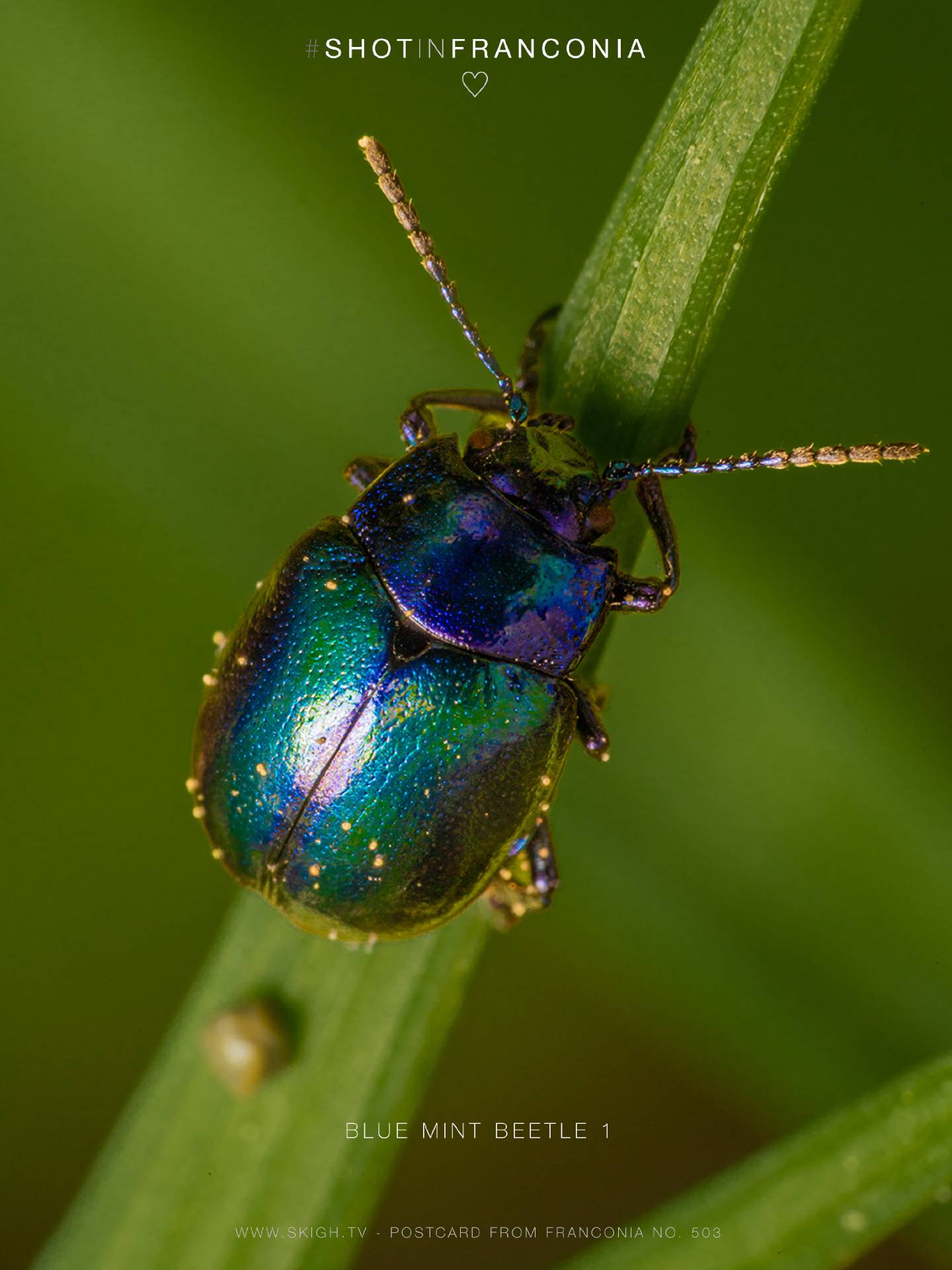 Blue mint beetle 1
