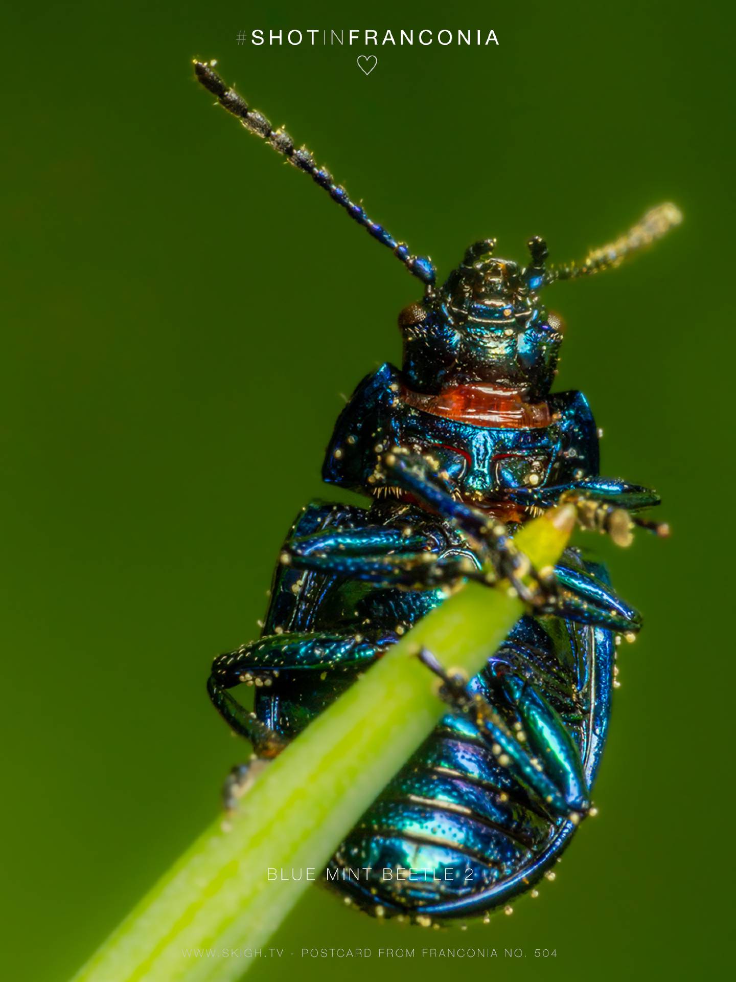 Blue mint beetle 2