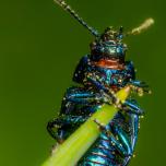 Blue mint beetle 2