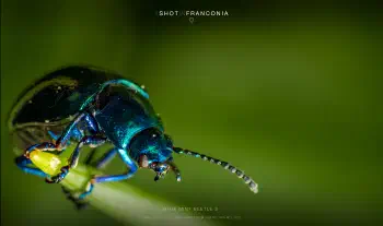 Blue mint beetle 3