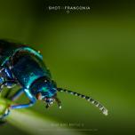 Blue mint beetle 3