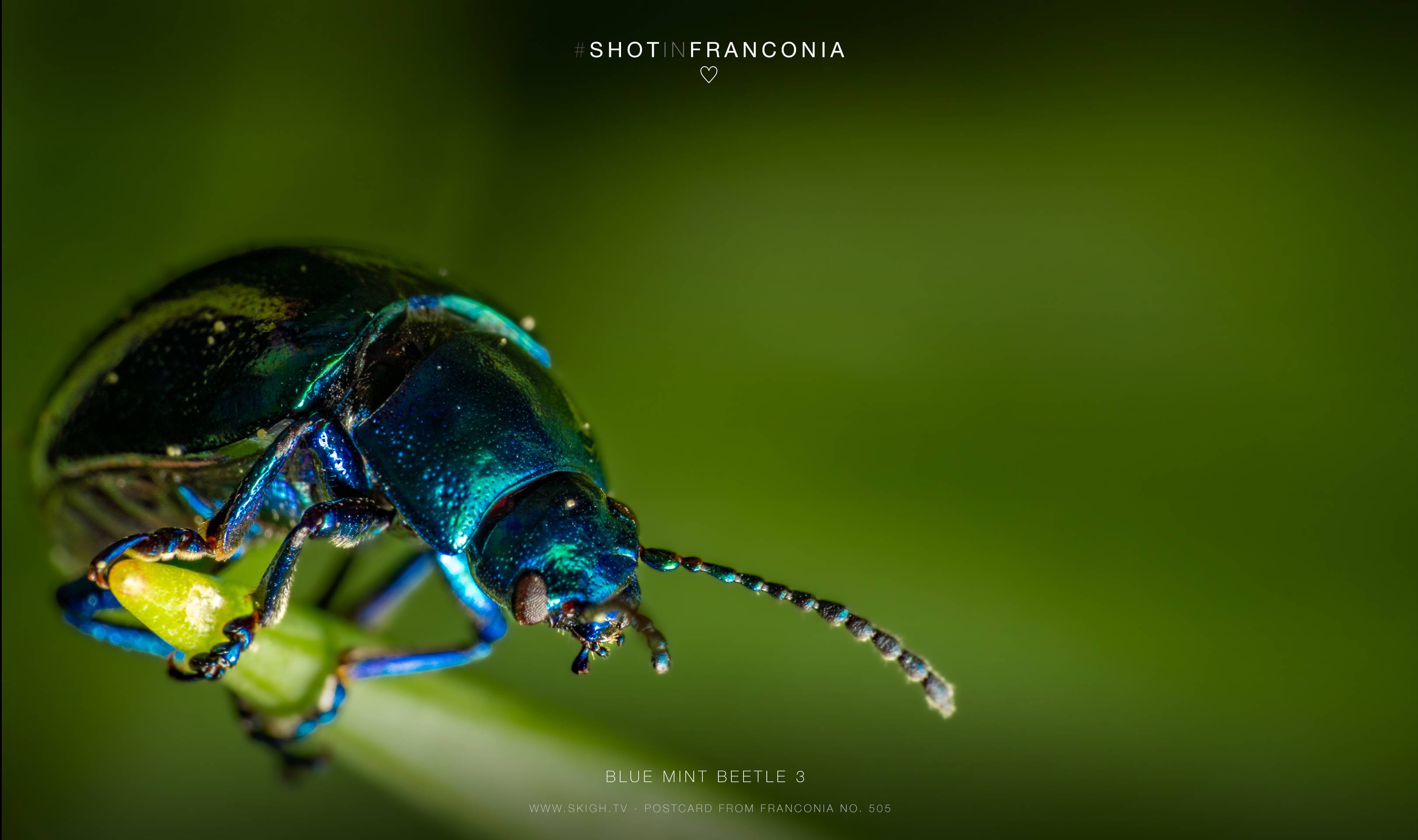 Blue mint beetle 3