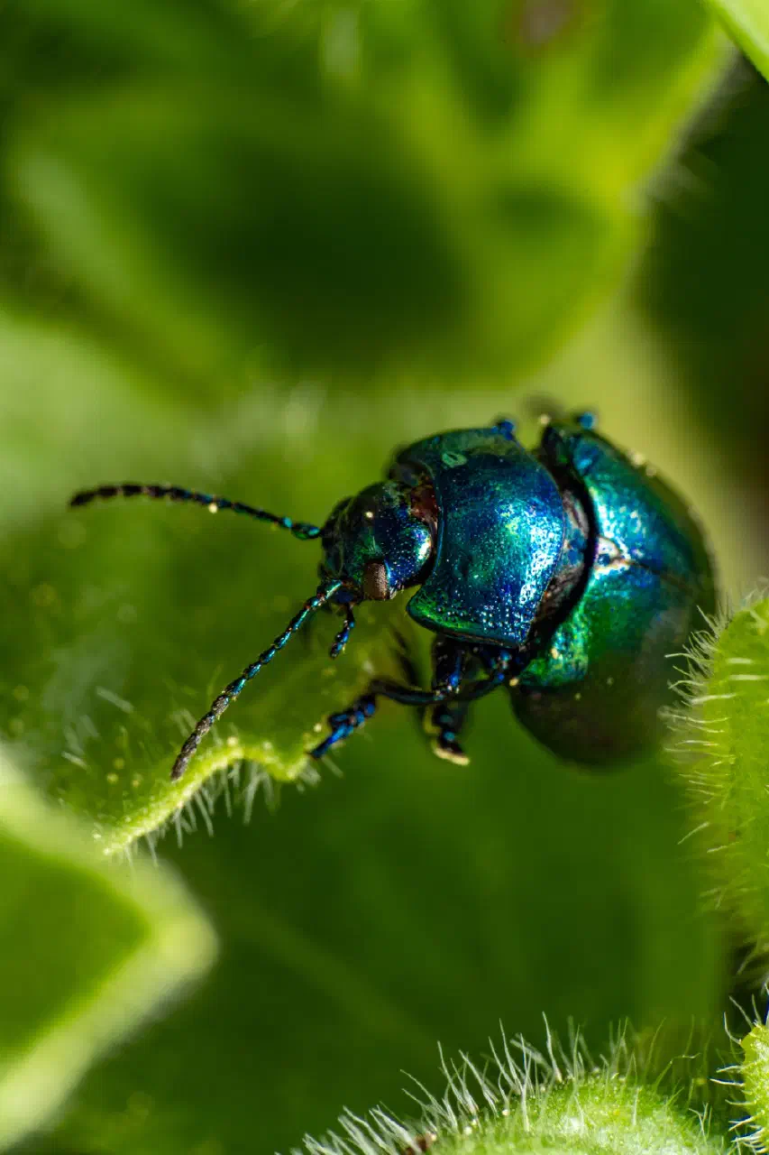 Blue mint beetle 3