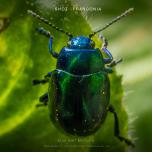 Blue mint beetle 4
