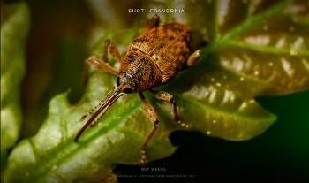 Nut weevil