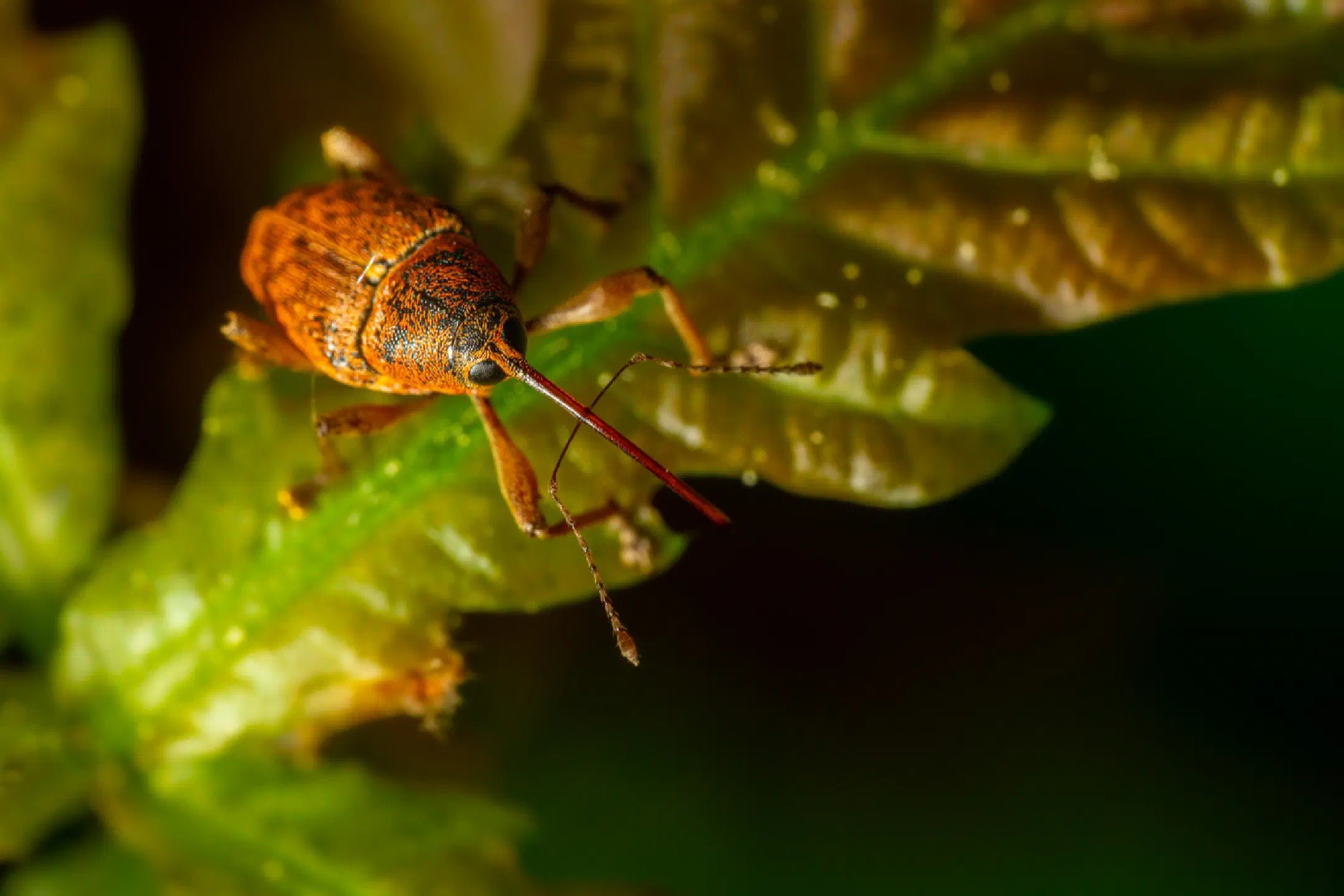 Nut weevil