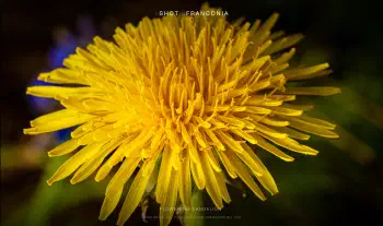 Flowering dandelion