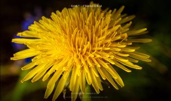 Flowering dandelion